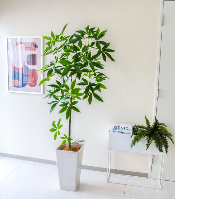 PG265-Q25WH パキラ H約170cm /プラスチック樹脂鉢