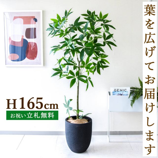 フェイクグリーン パキラ H約165cm 鉢付き / 観葉植物 フェイク 人工観葉植物 造花 店舗 装飾 開店 開業 移転 祝い ギフト プレゼント おしゃれ 住宅展示場 モデルハウス オフィス 立札無料 PG265-SFO31BM