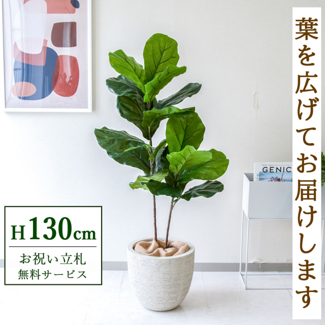 【すぐ飾れる】 フェイクグリーン フィカス カシワバゴム 130cm  鉢付き / 法人・開店祝い 店舗・オフィス装飾 空間演出 立札無料・造花/PG266-GIG33IV