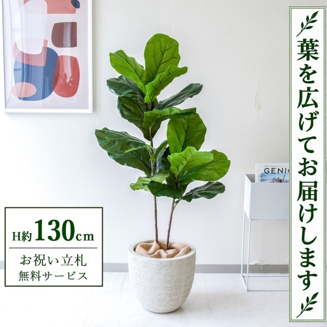 【すぐ飾れる】 フェイクグリーン フィカス カシワバゴム H約130cm 鉢付き / 法人・開店祝い 店舗・オフィス装飾 空間演出 立札無料・造花/PG266-GIG33IV