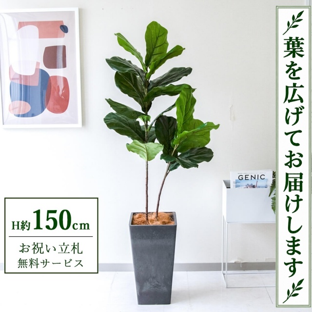 【すぐ飾れる】 フェイクグリーン フィカス カシワバゴム H約150cm 鉢付き / 法人・開店祝い 店舗・オフィス装飾 空間演出 立札無料・造花/PG266-Q25BK