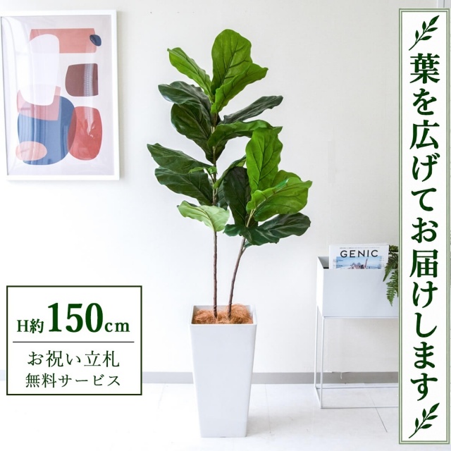 【すぐ飾れる】 フェイクグリーン フィカス カシワバゴム H約150cm 鉢付き / 法人・開店祝い 店舗・オフィス装飾 空間演出 立札無料・造花/PG266-Q25WH