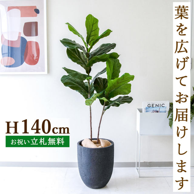 フェイクグリーン カシワバゴム H約140cm 鉢付き / 観葉植物 フェイク 人工観葉植物 造花 店舗 装飾 開店 開業 移転 祝い ギフト プレゼント おしゃれ 住宅展示場 モデルハウス オフィス 立札無料 PG266-SFO31BM