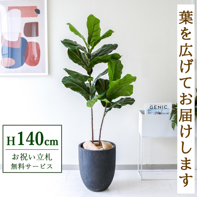 【すぐ飾れる】 フェイクグリーン フィカス カシワバゴム 140cm  鉢付き / 法人・開店祝い 店舗・オフィス装飾 空間演出 立札無料・造花/PG266-SFO31BM