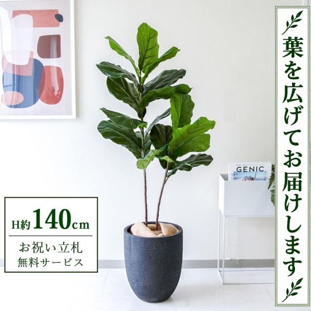 【すぐ飾れる】 フェイクグリーン フィカス カシワバゴム H約140cm 鉢付き / 法人・開店祝い 店舗・オフィス装飾 空間演出 立札無料・造花/PG266-SFO31BM