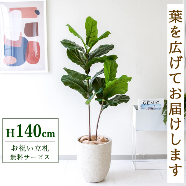 【すぐ飾れる】 フェイクグリーン フィカス カシワバゴム 140cm  鉢付き / 法人・開店祝い 店舗・オフィス装飾 空間演出 立札無料・造花/PG266-SFO31IV