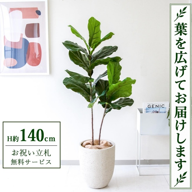 【すぐ飾れる】 フェイクグリーン フィカス カシワバゴム H約140cm 鉢付き / 法人・開店祝い 店舗・オフィス装飾 空間演出 立札無料・造花/PG266-SFO31IV