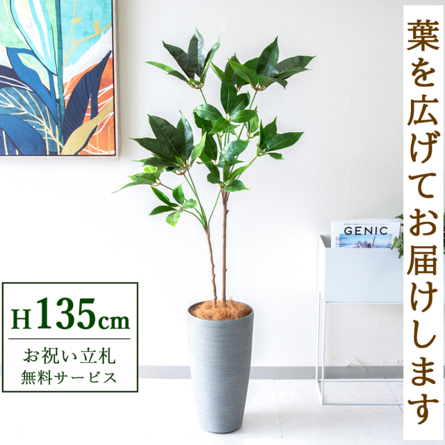【すぐ飾れる】 フェイクグリーン ツピタンサス 135cm  鉢付き / 法人・開店祝い 店舗・オフィス装飾 空間演出 立札無料・造花/PG267-ZAG22GY
