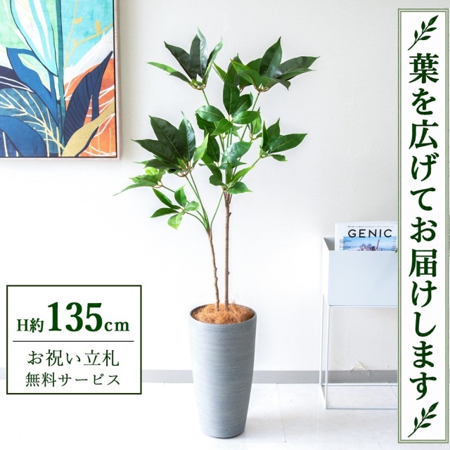 【すぐ飾れる】 フェイクグリーン ツピタンサス H約135cm 鉢付き / 法人・開店祝い 店舗・オフィス装飾 空間演出 立札無料・造花/PG267-ZAG22GY