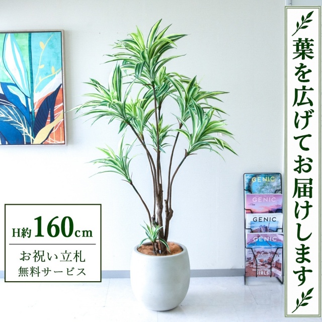【すぐ飾れる】 フェイクグリーン ドラセナイエロー H約160cm 鉢付き / 法人・開店祝い 店舗・オフィス装飾 空間演出 立札無料・造花/PG270-BAL35IV