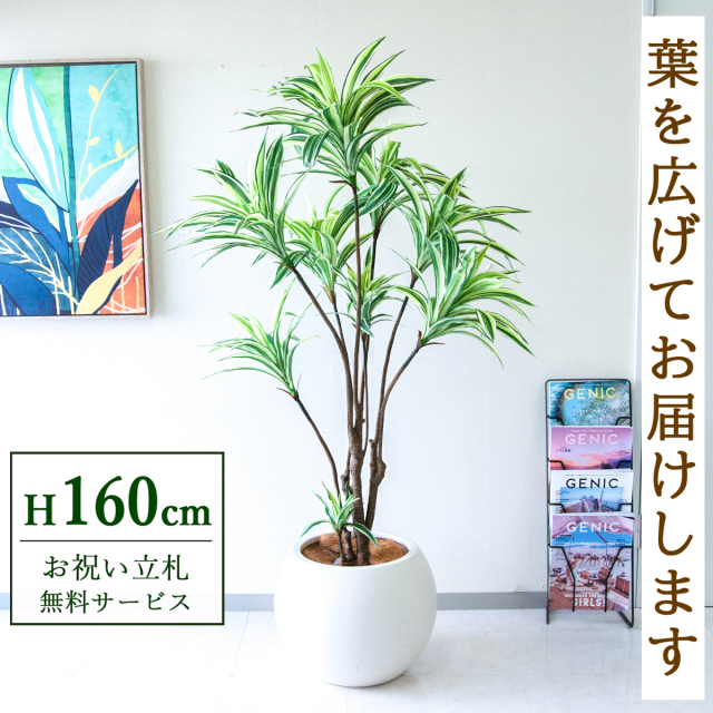 【すぐ飾れる】 フェイクグリーン ドラセナイエロー 160cm 鉢付き / 法人・開店祝い 店舗・オフィス装飾 空間演出 立札無料・造花/PG270-ROM43IV