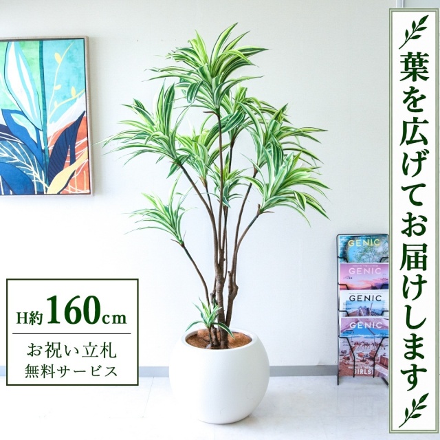 【すぐ飾れる】 フェイクグリーン ドラセナイエロー H約160cm 鉢付き / 法人・開店祝い 店舗・オフィス装飾 空間演出 立札無料・造花/PG270-ROM43IV