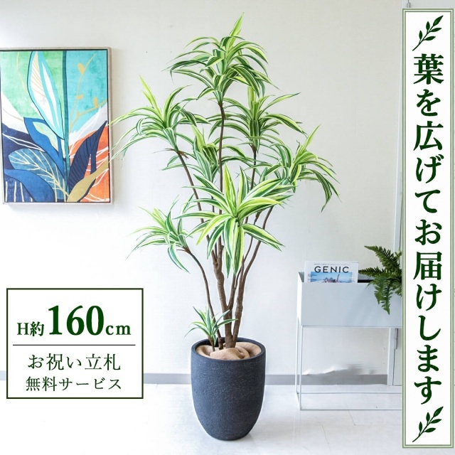 【すぐ飾れる】 フェイクグリーン ドラセナイエロー H約160cm 鉢付き / 法人・開店祝い 店舗・オフィス装飾 空間演出 立札無料・造花/PG270-SFO31BM