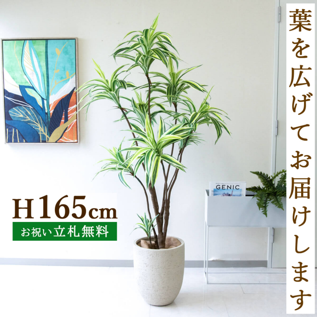 フェイクグリーン ドラセナ H約165cm 鉢付き / 観葉植物 フェイク 人工観葉植物 造花 店舗 装飾 開店 開業 移転 祝い ギフト プレゼント おしゃれ 住宅展示場 モデルハウス オフィス 立札無料 PG270-SFO31IV