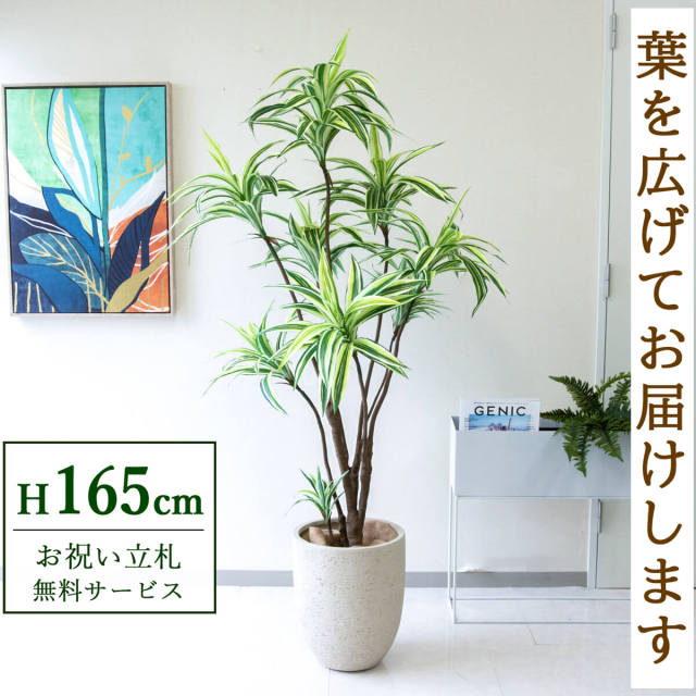 フェイクグリーン ドラセナ H約165cm 鉢付き / 観葉植物 フェイク 人工観葉植物 造花 店舗 装飾 開店 開業 移転 祝い ギフト プレゼント おしゃれ 住宅展示場 モデルハウス オフィス 立札無料 PG270-SFO31IV