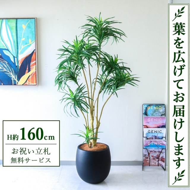 【すぐ飾れる】 フェイクグリーン ユッカツリー H約160cm 鉢付き / 法人・開店祝い 店舗・オフィス装飾 空間演出 立札無料・造花/PG271-BAL35BK