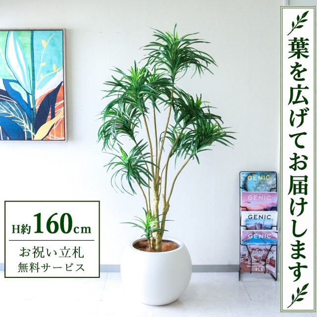 【すぐ飾れる】 フェイクグリーン ユッカツリー H約160cm 鉢付き / 法人・開店祝い 店舗・オフィス装飾 空間演出 立札無料・造花/PG271-ROM43IV