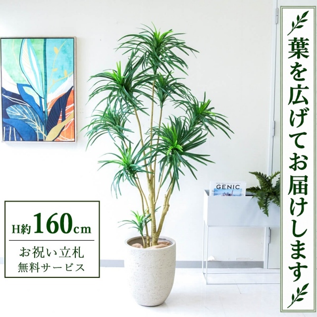 【すぐ飾れる】 フェイクグリーン ユッカツリー H約160cm 鉢付き / 法人・開店祝い 店舗・オフィス装飾 空間演出 立札無料・造花/PG271-SFO31IV