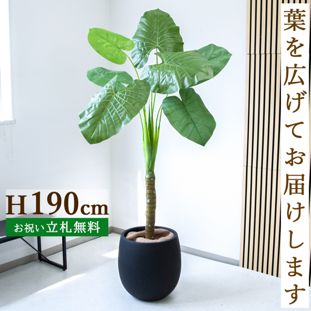 フェイクグリーン クワズイモ H約190cm  鉢付き / 人工観葉植物 観葉植物 フェイク 造花 大型 大きい 店舗 装飾 開店 開業 移転 祝い ギフト プレゼント おしゃれ 住宅展示場 モデルハウス オフィス 立札無料 PG272-BAL42BK