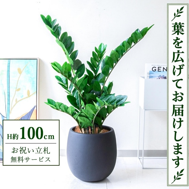 【すぐ飾れる】 フェイクグリーン ザミフォリア H約100cm 鉢付き / 法人・開店祝い 店舗・オフィス装飾 空間演出 立札無料・造花/PG274-BAL30BK