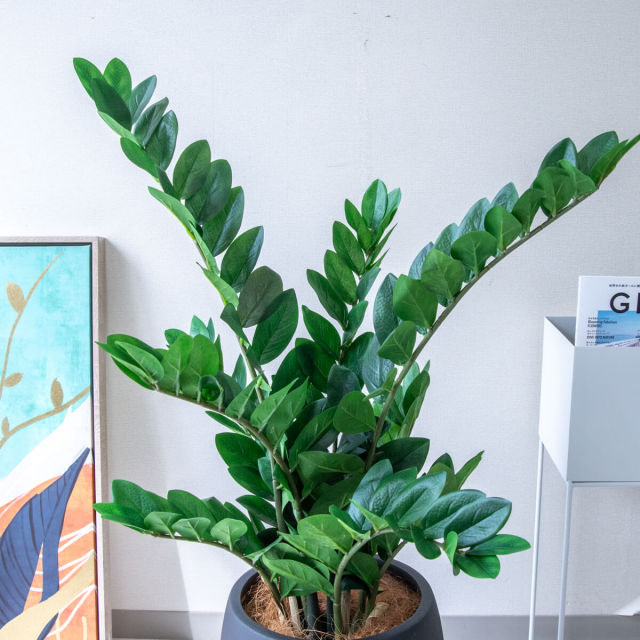 人工 観葉植物 フェイク グリーン パキラ H約145cm 店舗 装飾 開店