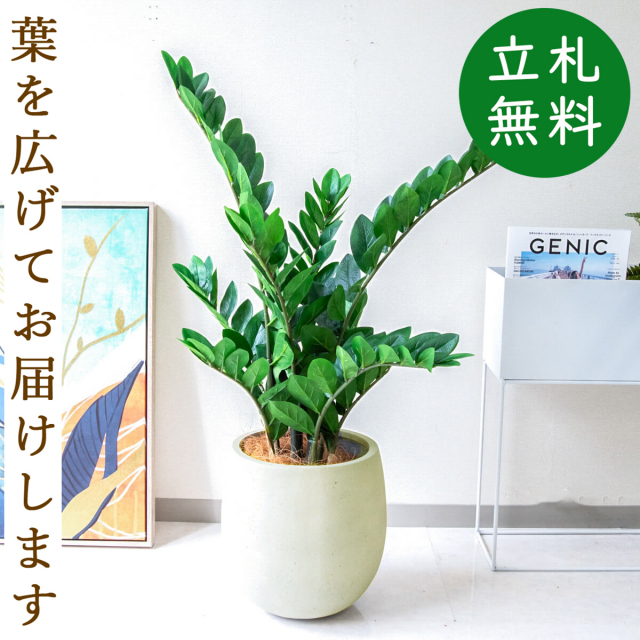 フェイクグリーン ザミフォリア H約100cm 鉢付き / 観葉植物 フェイク 人工観葉植物 造花 店舗 装飾 開店 開業 移転 祝い ギフト プレゼント おしゃれ 住宅展示場 モデルハウス オフィス 立札無料 PG274-BAL30IV