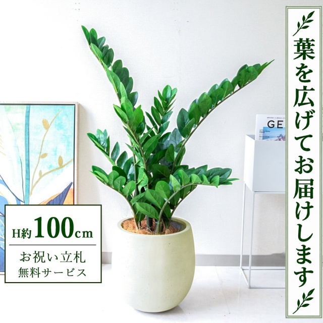 【すぐ飾れる】 フェイクグリーン ザミフォリア H約100cm 鉢付き / 法人・開店祝い 店舗・オフィス装飾 空間演出 立札無料・造花/PG274-BAL30IV