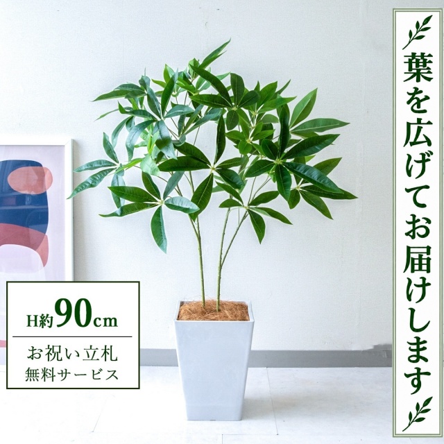 【すぐ飾れる】 フェイクグリーン パキラ H約90cm 鉢付き / 法人・開店祝い 店舗・オフィス装飾 空間演出 立札無料・造花/PG277-Q20WH