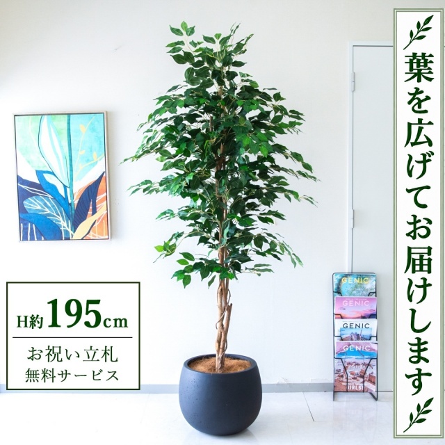 【すぐ飾れる】 フェイクグリーン フィカス ベンジャミン H約195cm 大型 鉢付き / 法人・開店祝い 店舗・オフィス装飾 空間演出 立札無料・造花/PG278-D42BK