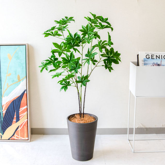 2株半額・3株無料】P. Banna#A 子株付 GREEN PLAZA21産 2株半額・3株