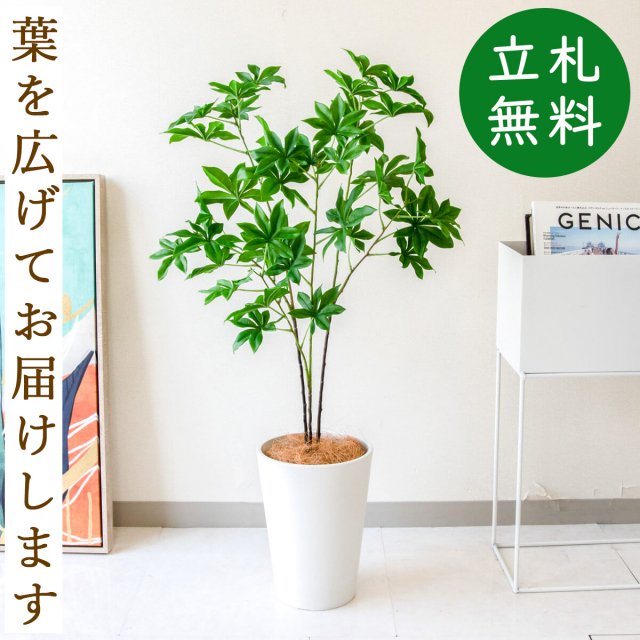 光触媒人工観葉植物ウォールグリーンフェイクグリーンコンシンネ150a