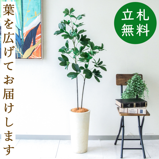 フェイクグリーン シェフレラ H約140cm  鉢付き / 人工観葉植物 観葉植物 フェイク 造花 店舗 装飾 開店 開業 移転 祝い ギフト プレゼント おしゃれ 住宅展示場 モデルハウス オフィス 立札無料 PG281-LRQ21IV