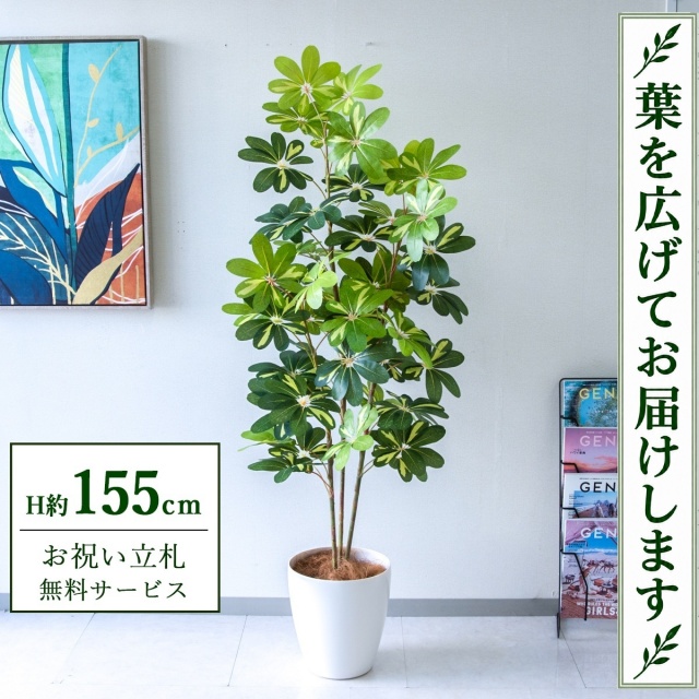 【すぐ飾れる】 フェイクグリーン シェフレラ カポック H約155cm 鉢付き / 法人・開店祝い 店舗・オフィス装飾 空間演出 立札無料・造花/PG282-A265WH