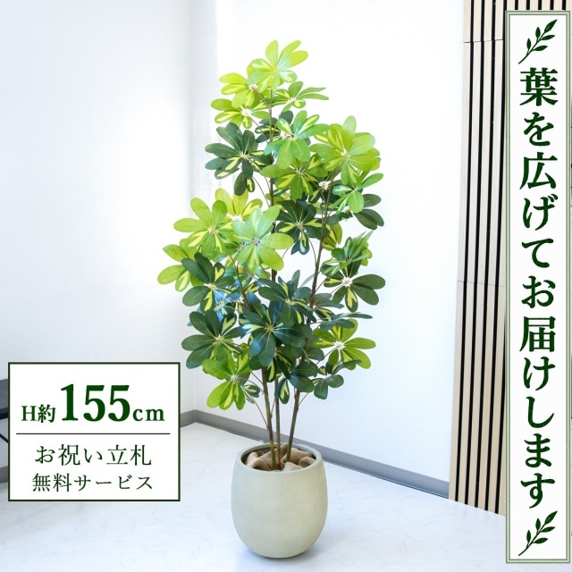 【すぐ飾れる】 フェイクグリーン シェフレラ カポック H約155cm 鉢付き / 法人・開店祝い 店舗・オフィス装飾 空間演出 立札無料・造花/PG282-BAL30IV