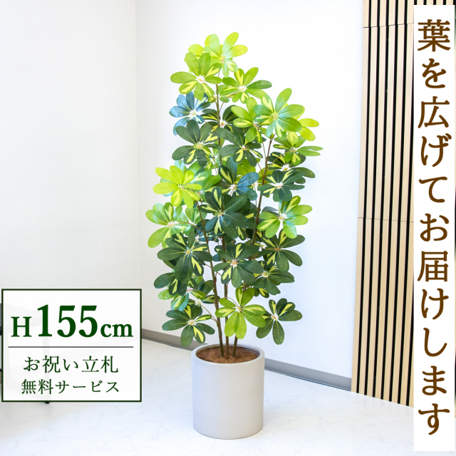 【すぐ飾れる】 フェイクグリーン シェフレラ カポック 155cm  鉢付き / 法人・開店祝い 店舗・オフィス装飾 空間演出 立札無料・造花/PG282-H29