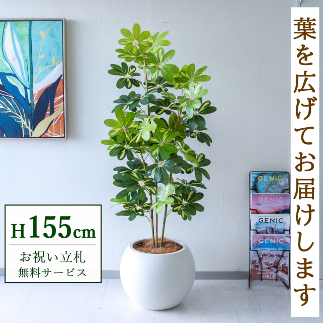【すぐ飾れる】 フェイクグリーン シェフレラ カポック 155cm  鉢付き / 法人・開店祝い 店舗・オフィス装飾 空間演出 立札無料・造花/PG282-ROM43IV