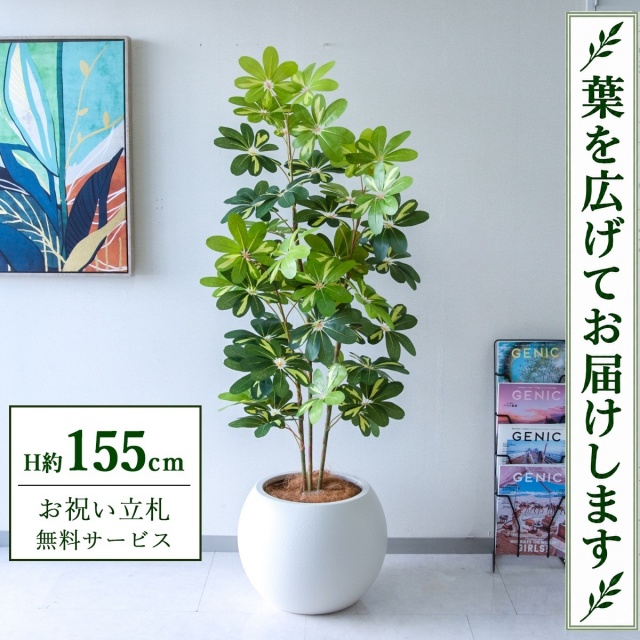 【すぐ飾れる】 フェイクグリーン シェフレラ カポック H約155cm 鉢付き / 法人・開店祝い 店舗・オフィス装飾 空間演出 立札無料・造花/PG282-ROM43IV