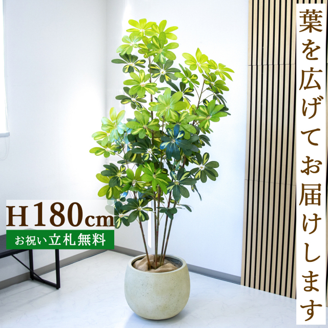 フェイクグリーン シェフレラ H約180cm  鉢付き / 人工観葉植物 観葉植物 フェイク 造花 大型 大きい 店舗 装飾 開店 開業 移転 祝い ギフト プレゼント おしゃれ 住宅展示場 モデルハウス オフィス 立札無料 PG283-D42IV