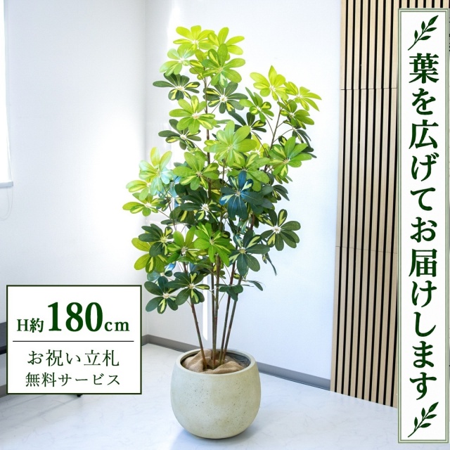 【すぐ飾れる】 フェイクグリーン シェフレラ カポック H約180cm 大型 鉢付き / 法人・開店祝い 店舗・オフィス装飾 空間演出 立札無料・造花/PG283-D42IV