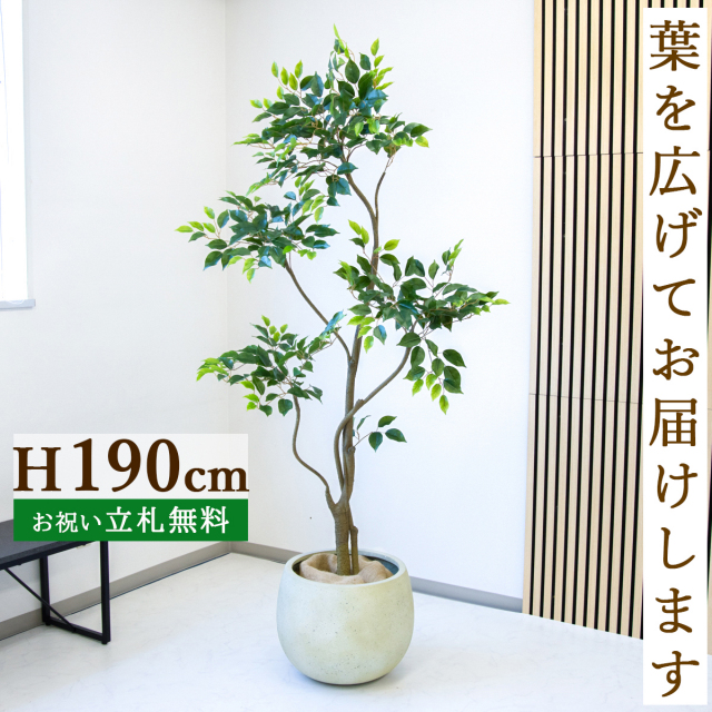フェイクグリーン ベンジャミン H約190cm  鉢付き / 人工観葉植物 観葉植物 フェイク 造花 大型 大きい 店舗 装飾 開店 開業 移転 祝い ギフト プレゼント おしゃれ 住宅展示場 モデルハウス オフィス 立札無料 PG284-D42IV