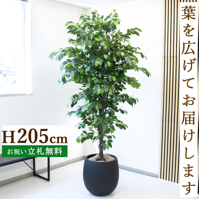 フェイクグリーン ベンジャミン H約205cm  鉢付き / 人工観葉植物 観葉植物 フェイク 造花 大型 大きい 店舗 装飾 開店 開業 移転 祝い ギフト プレゼント おしゃれ 住宅展示場 モデルハウス オフィス 立札無料 PG285-BAL42BK
