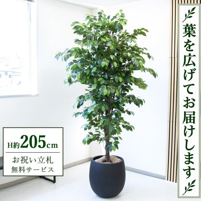 【すぐ飾れる】 フェイクグリーン フィカス ベンジャミン H約205cm 大型 鉢付き / 法人・開店祝い 店舗・オフィス装飾 空間演出 立札無料・造花/PG285-BAL42BK