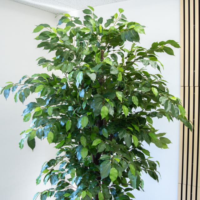 人工 観葉植物 フェイク グリーン ベンジャミン H約160cm 店舗 装飾