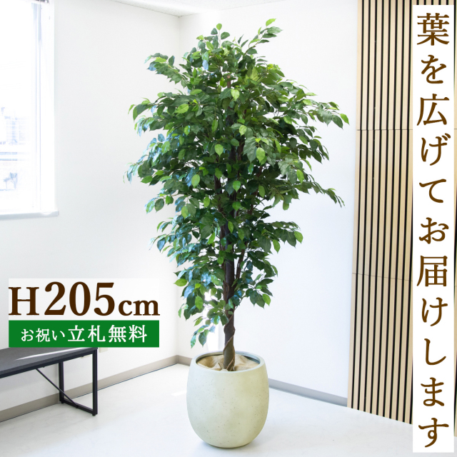 フェイクグリーン ベンジャミン H約205cm  鉢付き / 人工観葉植物 観葉植物 フェイク 造花 大型 大きい 店舗 装飾 開店 開業 移転 祝い ギフト プレゼント おしゃれ 住宅展示場 モデルハウス オフィス 立札無料 PG285-BAL42IV