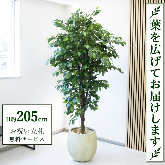 【すぐ飾れる】 フェイクグリーン フィカス ベンジャミン H約205cm 大型 鉢付き / 法人・開店祝い 店舗・オフィス装飾 空間演出 立札無料・造花/PG285-BAL42IV