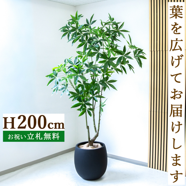 フェイクグリーン パキラ H約200cm  鉢付き / 人工観葉植物 観葉植物 フェイク 造花 大型 大きい 店舗 装飾 開店 開業 移転 祝い ギフト プレゼント おしゃれ 住宅展示場 モデルハウス オフィス 立札無料 /PG286-BAL42BK