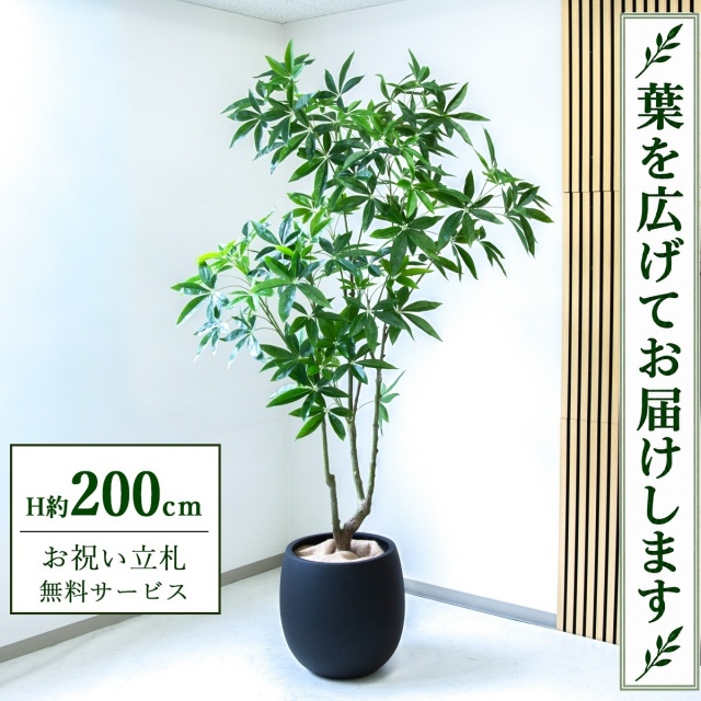 【すぐ飾れる】 フェイクグリーン パキラ H約200cm 大型 鉢付き / 法人・開店祝い 店舗・オフィス装飾 空間演出 立札無料・造花/PG286-BAL42BK