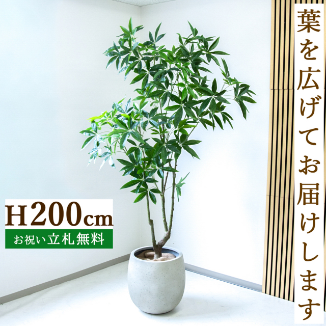 フェイクグリーン パキラ H約200cm  鉢付き / 人工観葉植物 観葉植物 フェイク 造花 大型 大きい 店舗 装飾 開店 開業 移転 祝い ギフト プレゼント おしゃれ 住宅展示場 モデルハウス オフィス 立札無料 /PG286-BAL42IV