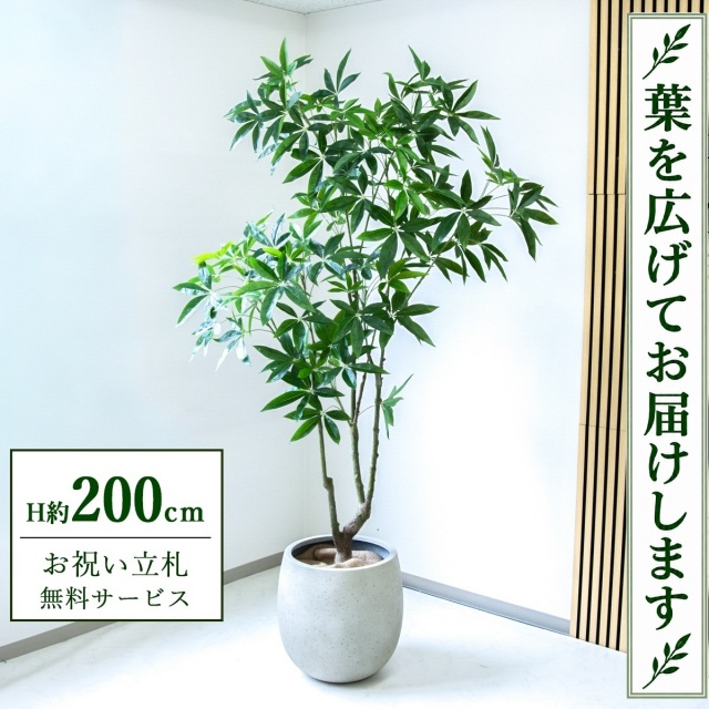 【すぐ飾れる】 フェイクグリーン パキラ H約200cm 大型 鉢付き / 法人・開店祝い 店舗・オフィス装飾 空間演出 立札無料・造花/PG286-BAL42IV