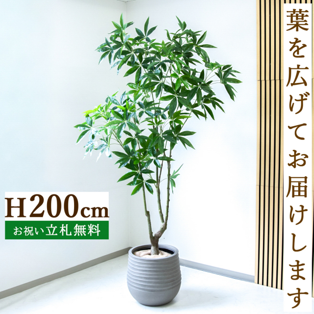 フェイクグリーン パキラ H約200cm  鉢付き / 人工観葉植物 観葉植物 フェイク 造花 大型 大きい 店舗 装飾 開店 開業 移転 祝い ギフト プレゼント おしゃれ 住宅展示場 モデルハウス オフィス 立札無料 /PG286-J40